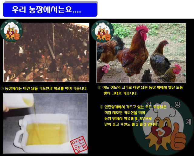 토종닭 이미지